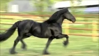The Beauty Of The Friesian Horse