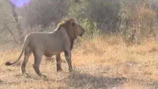 Female lions fighting for their cubs