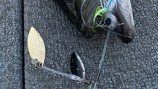 Evolution of the spinner bait