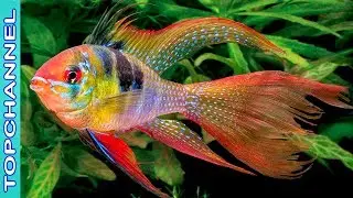 10 Peces m&aacute;s coloridos del mundo