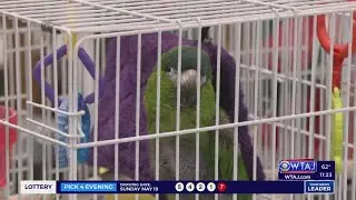 Falling for Feathers hosts annual bird fair at Jaffa Shrine