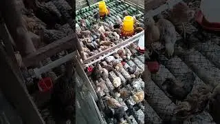 Update Perkembangan Ayam Simar 🐔🐔🐔