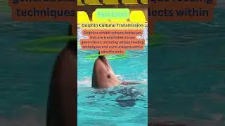 Ocean Traditions: Unveiling Dolphin Cultural Transmission