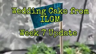 Ep.5 Week 7 Veg from Seed Mainline Wedding Cake by ILGM #cannabis #gardening #indoorplants