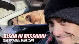 Breakfast with Bison in Lone Elk Park | St. Louis Missouri