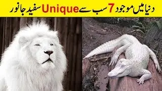 7 Most Rare White Animals In The World | Most Beautiful Albino Animals