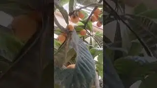 #fruit #farming #loquat #nature