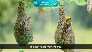 Ch 4 | Dux Creative | Science | Class 03 | Birds: Feet , Claws and Neets | For children