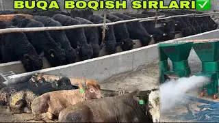 BUQA BOQISH OSONLASHDI OLMOS DRABILKASIDAN MEGA BONUS✅✅✅12 января 2026 г.