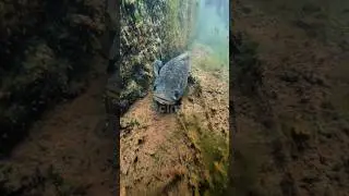 Memancing Ikan Channa Besar Tanpa Umpwn