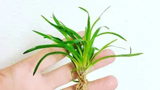 Liquid Creations Rare Aquarium Plant Unboxing!