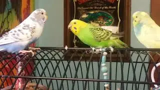 Parakeet Party