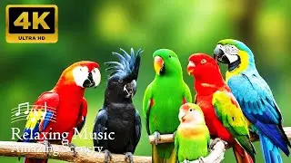 🐦Amazon Ecology 4k The Mysterious World of Color