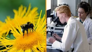 Increasing the Resilience of Pollinators