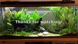Fish tank update: new plants!