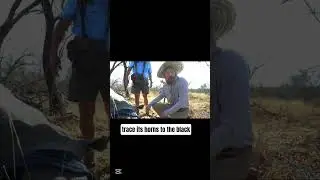 saving 1000 ANIMALS - Mr.Beast  #shortvideo #shorts #mrbeast #mrbeastshorts