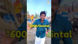 Mustard Farming 🫒| ₹48,000 🔥| Agrotill | #farming #business #shorts