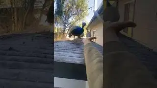 Hungry Peahen!
