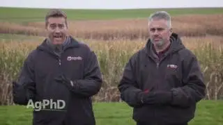 Weed of the Week #972 Wild Proso Millet