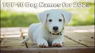 Top 10 Dog Names for 2025! 🐶