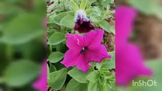 What if flower has no smell?