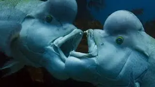 This Fish is The Sex Switching Masters Of The Animal Kingdom