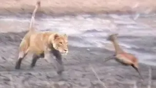 Lions Hunt & Attack Impalas at Waterhole