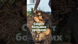 Большой урожай с нескольких грядок
