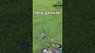 #lawnmowingbusiness #lawncare #cuttinggrass