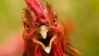 Hen vlogs | Angry Rooster | Rooster fight