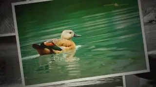ruddy shelduck Tadorna ferruginea