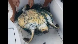 Large turtle freed from ghost net
