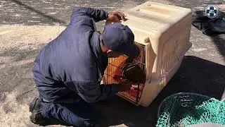 Cape Town Harbour - Cape Fur Seal Rescue