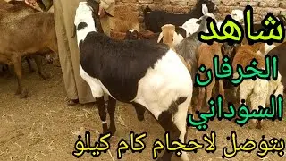 تعالي شاهد الخرفان السوداني اللحم بأحجام غريبه داخل سوق دراو بمحافظة أسوان