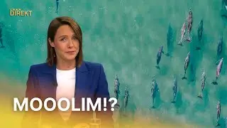 Znanstvenici sumnjaju da dupini mogu oboljeti od Alzheimera  | RTL Direkt