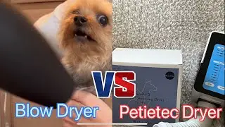 Petietec Low Noise Hands-free Pet Dryer💥Which way does Yorkie Bella prefer? #yorkie #dogs #review