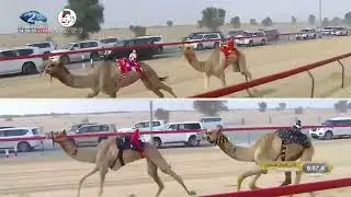 الشوط 1 كأس (فيافي) لـ حمد راشد بن غدير الكتبي 12:20:4 , مهرجان ولي عهد دبي 2022/1/15 ثنايا المرموم