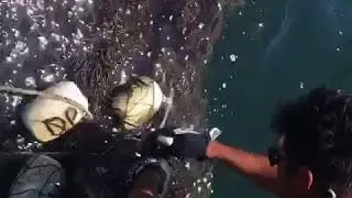 Sea turtle rescue in the Gulf of Mexico