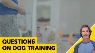 Dog Training Aggression and Questions - Robert Cabral's Ask Me Anything