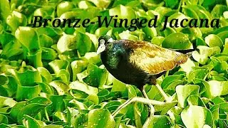 Bronze- Winged Jacana (Metopidius Indicus)#Jacana bronz&eacute; #Jacana bronceada#Pipi