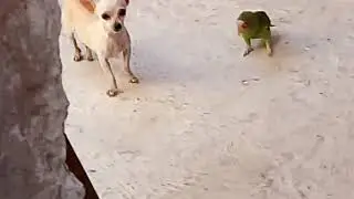Perico vs perro