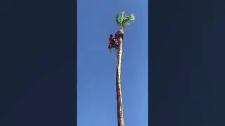 ROPING DOWN A 70FT PALM TREE