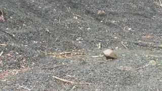 12 gauge slug vs expanding foam