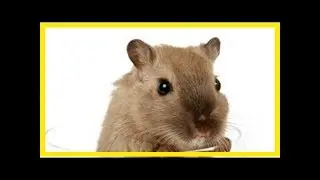 Gerbil behavior
