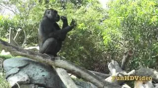 Good Catch! Gorilla Catches Food Tossed By Zookeeper