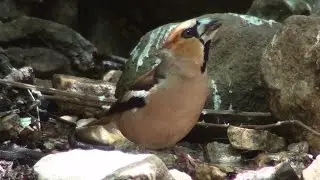 Picogordo com&uacute;n (Coccothraustes coccothraustes) Hawfinch +
