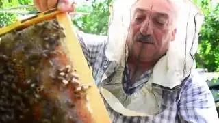 Balı bal edən arıçılıq təsərrüfatı