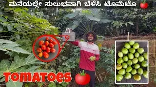 Growing & Harvesting Tomatoes in Coorg |ಎರಡು ಗಿಡ ಸಾಕು, ಟೊಮೆಟೊ ಖರೀದಿಸಲು ಅಂಗಡಿಗೆ ಹೋಗುವ ಅವಶ್ಯಕತೆಯೇ ಇಲ್ಲ