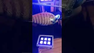 Custom Painted Bluegill - Custom Body Design