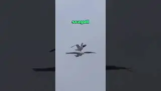 This Habit That&rsquo;s Killing Seagulls!